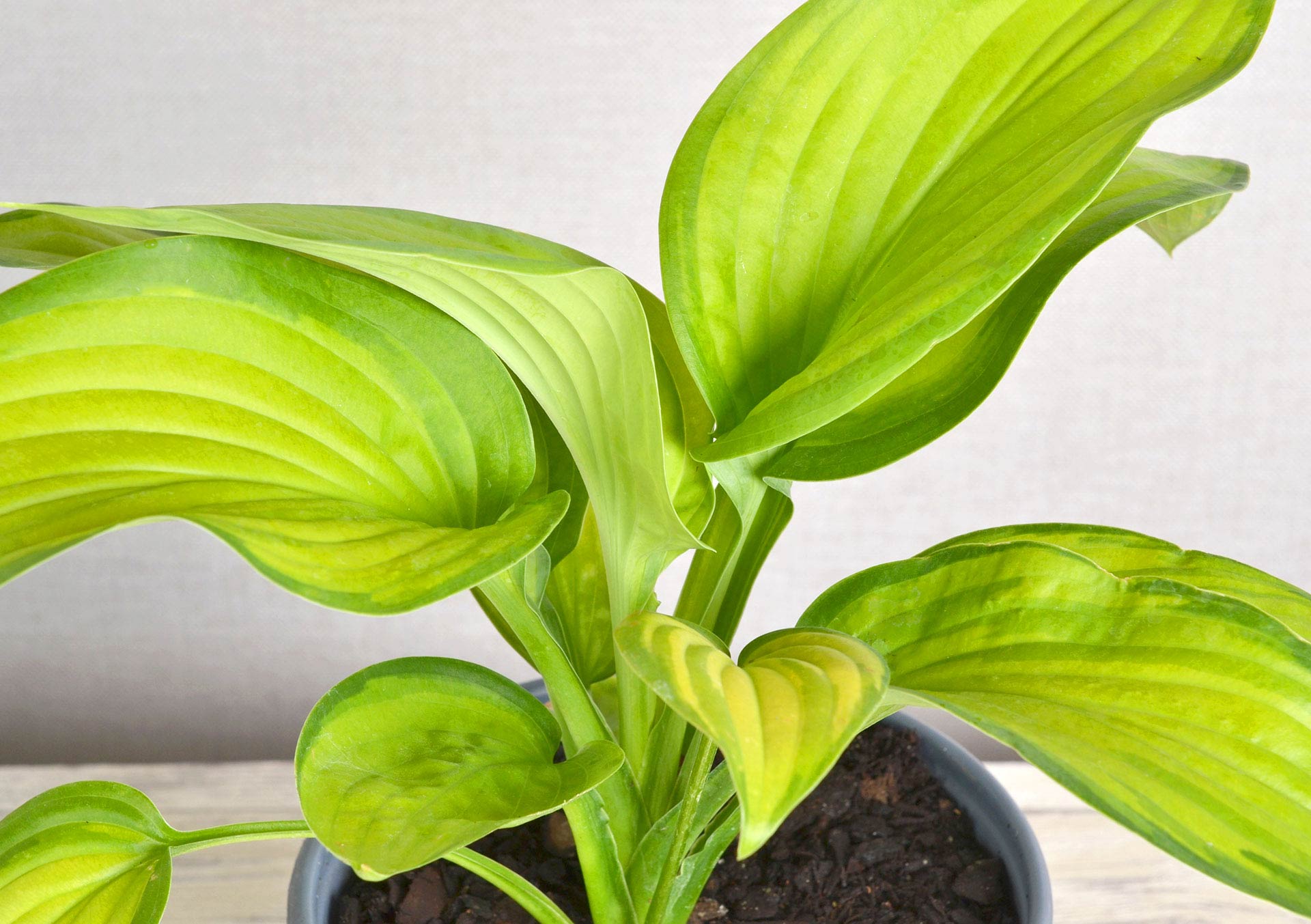 Hosta 'Guacamole'