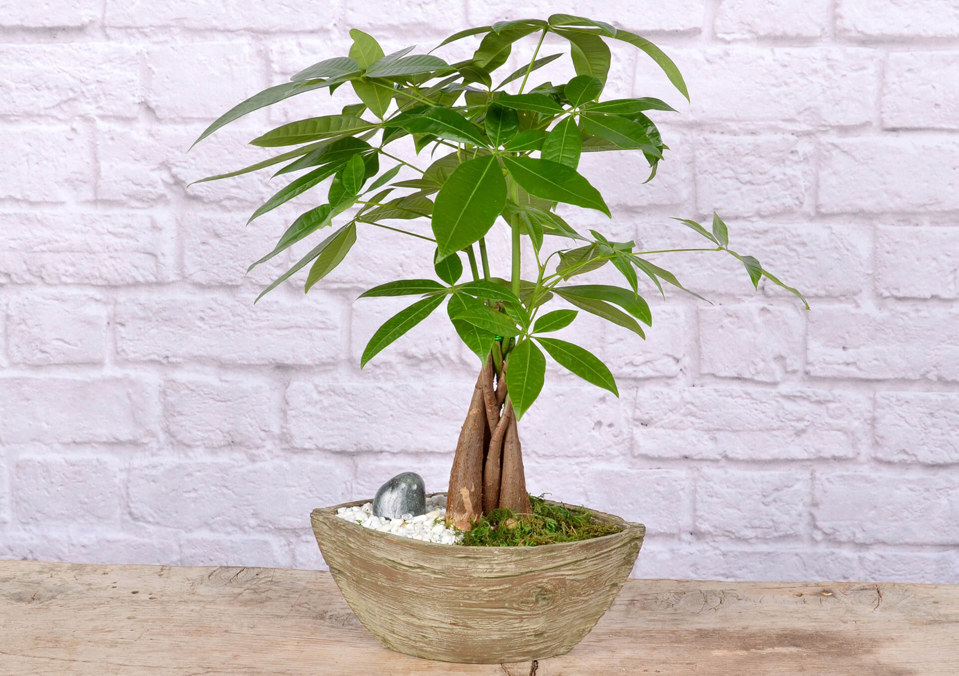 Bonsai Money Tree In Wood and More Indoor Green Plants For Your Home at