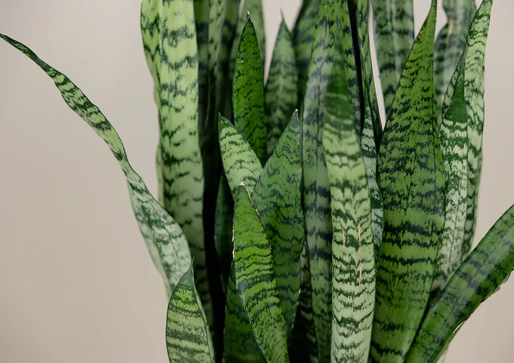 Sansevieria and More Indoor Green Plants For Your Home at Bachman's