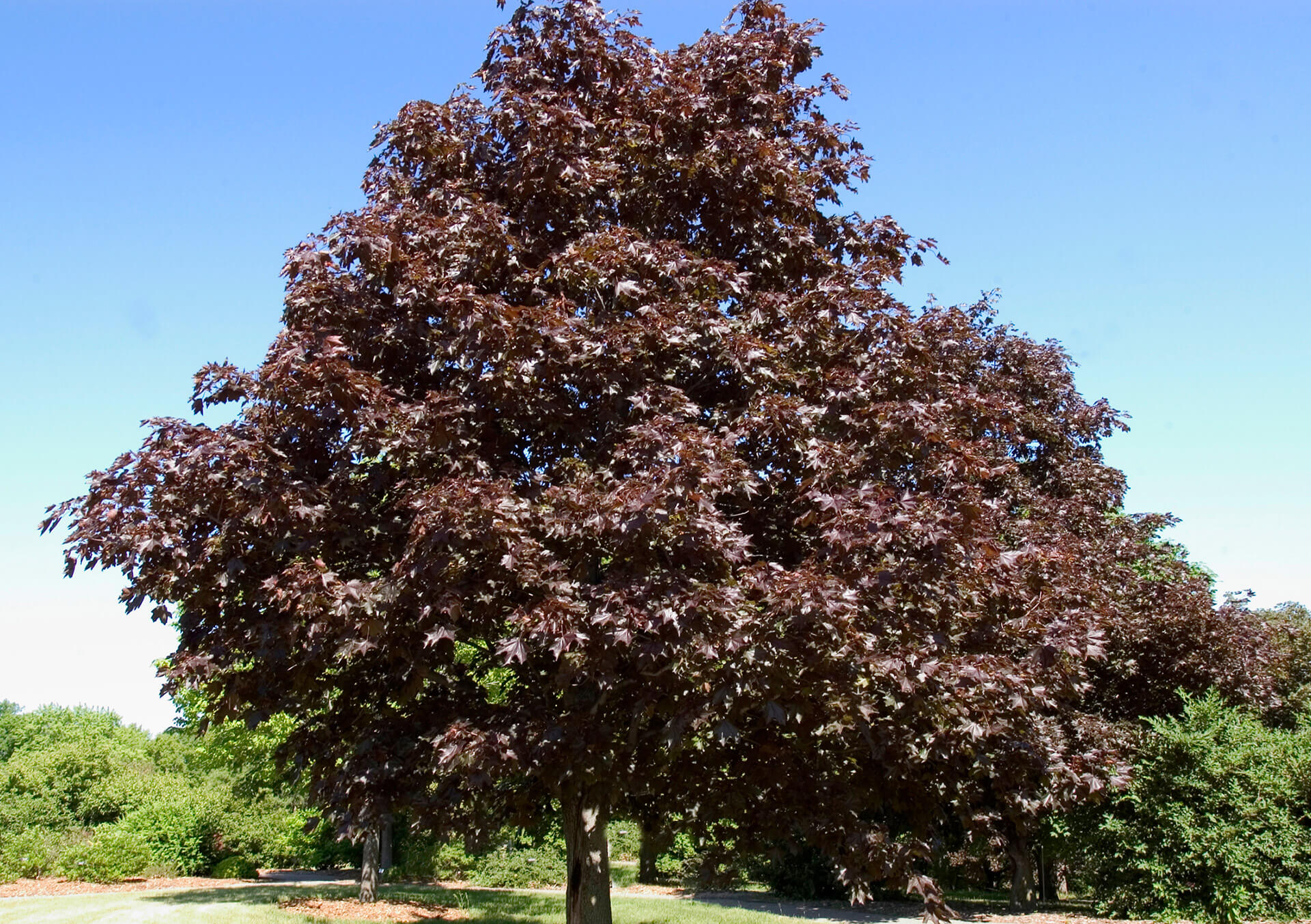 Shop Shade Trees For Minnesota Landscapes Bachman's