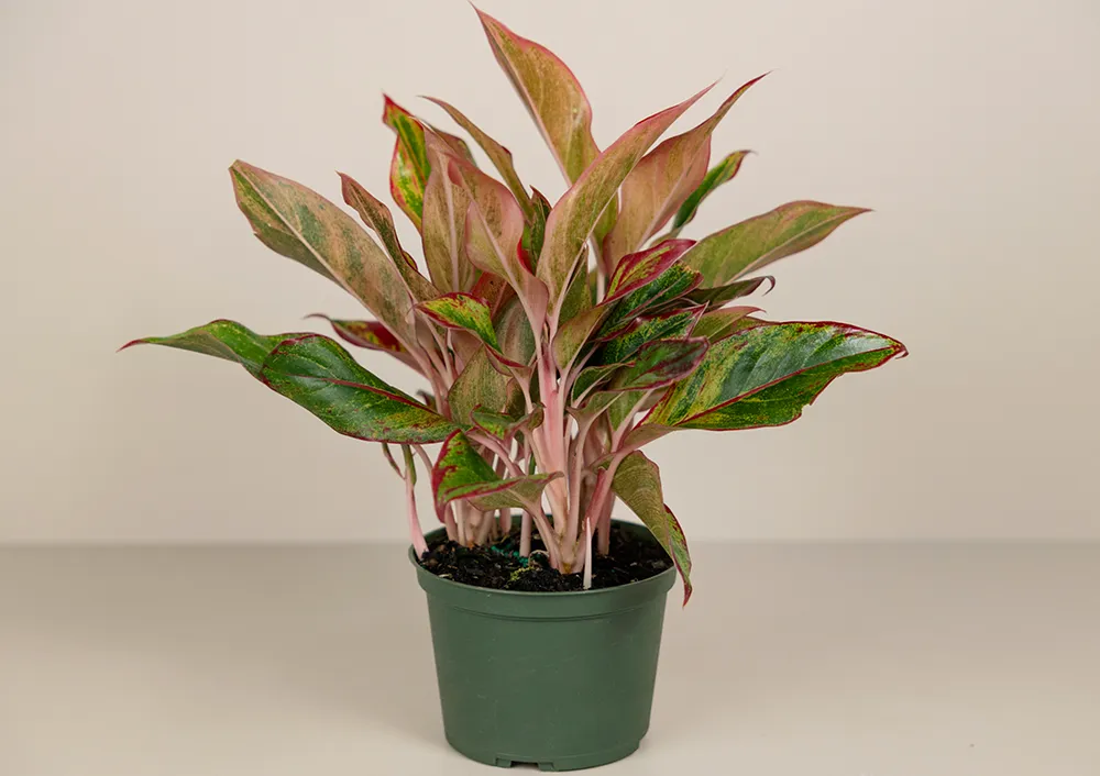 Aglaonema Red and More Indoor Green Plants For Your Home at Bachman's