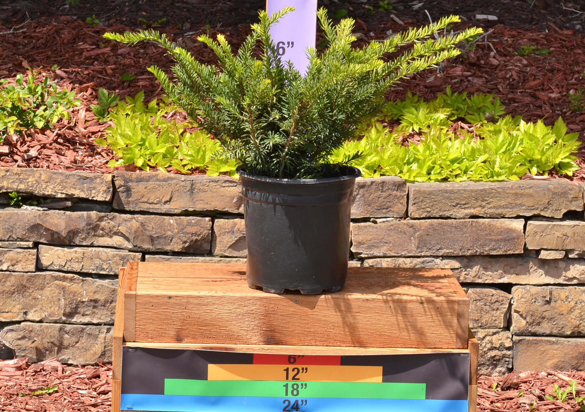 Shop Spruce, Pine and More Evergreens for Delivery | Bachman's
