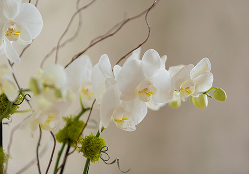 Buy Houseplants Online for Local Minneapolis Delivery | Bachman's Minnesota  Indoor House Plants, Orchids & Planters