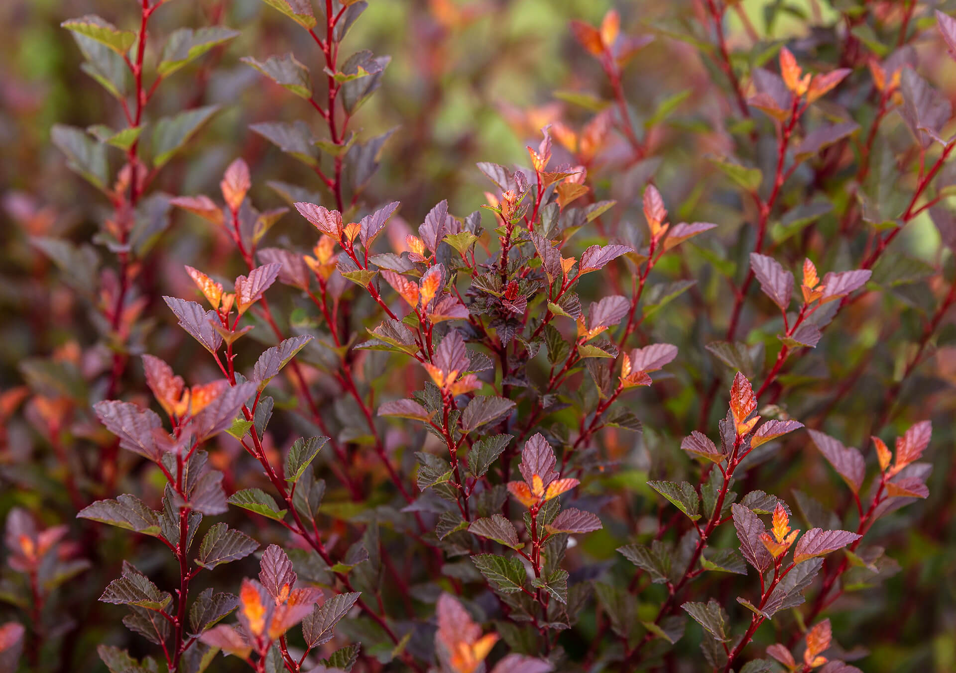 Shop Shrubs For Your Landscape | Bachman's Minneapolis
