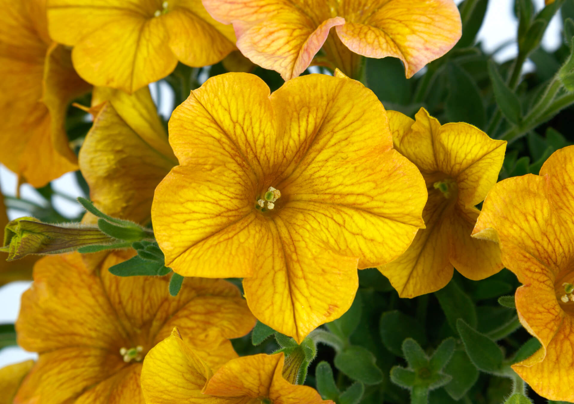 Shop Annual Plants For Your Garden | Bachman's