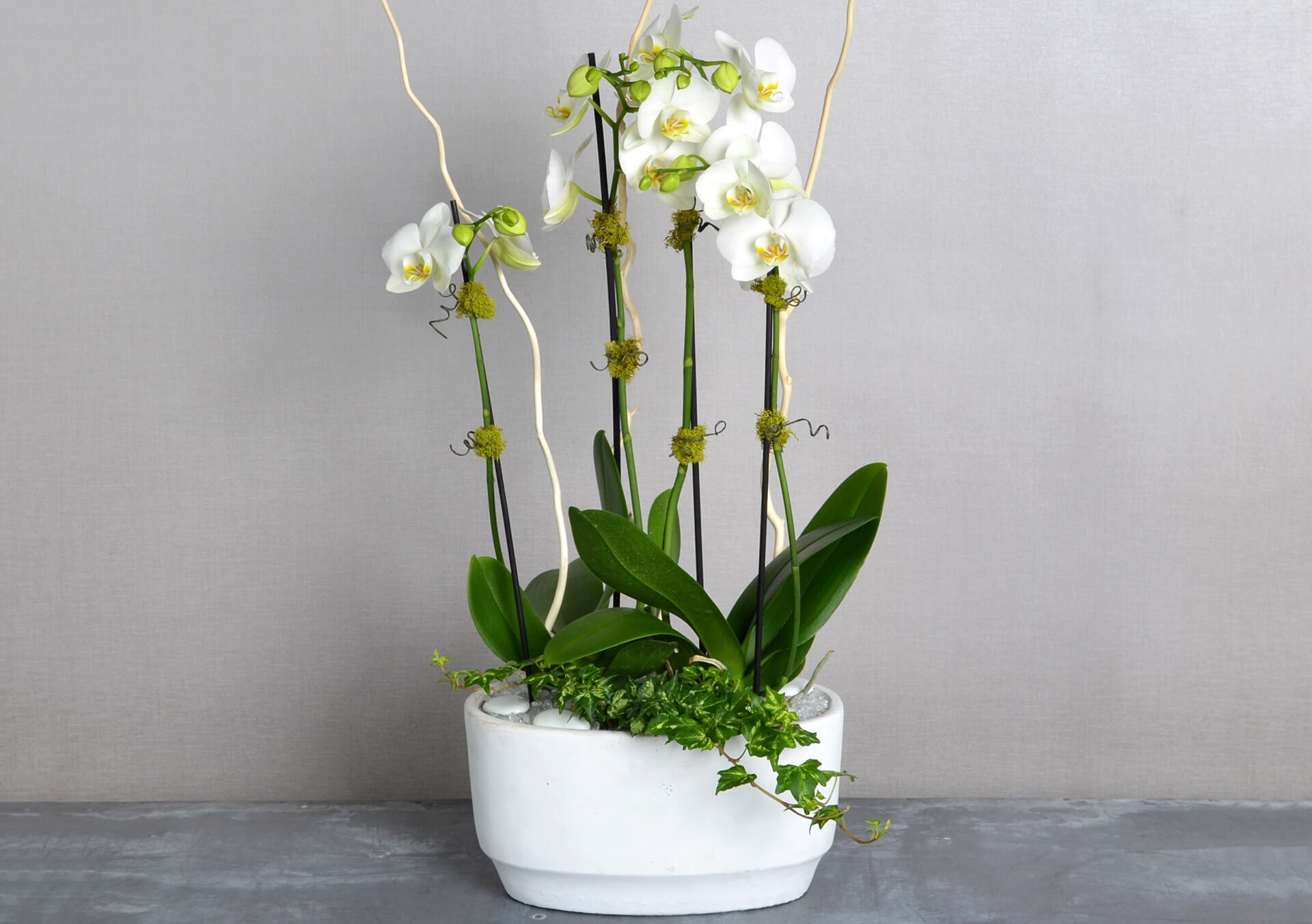Orchid Plants for Delivery Minneapolis, Minnesota