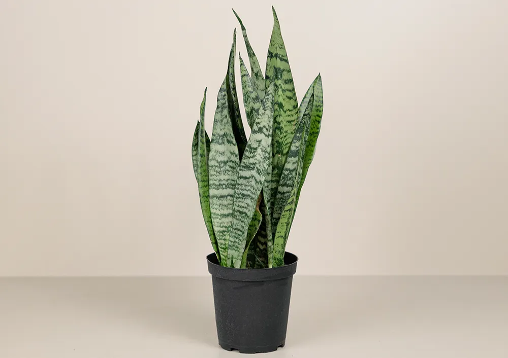 Sansevieria and More Indoor Green Plants For Your Home at Bachman's