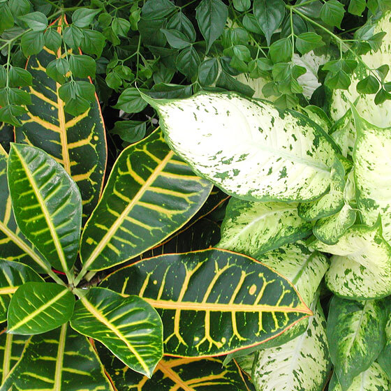 Buy Indoor Plants & Accessories Online Bachman's