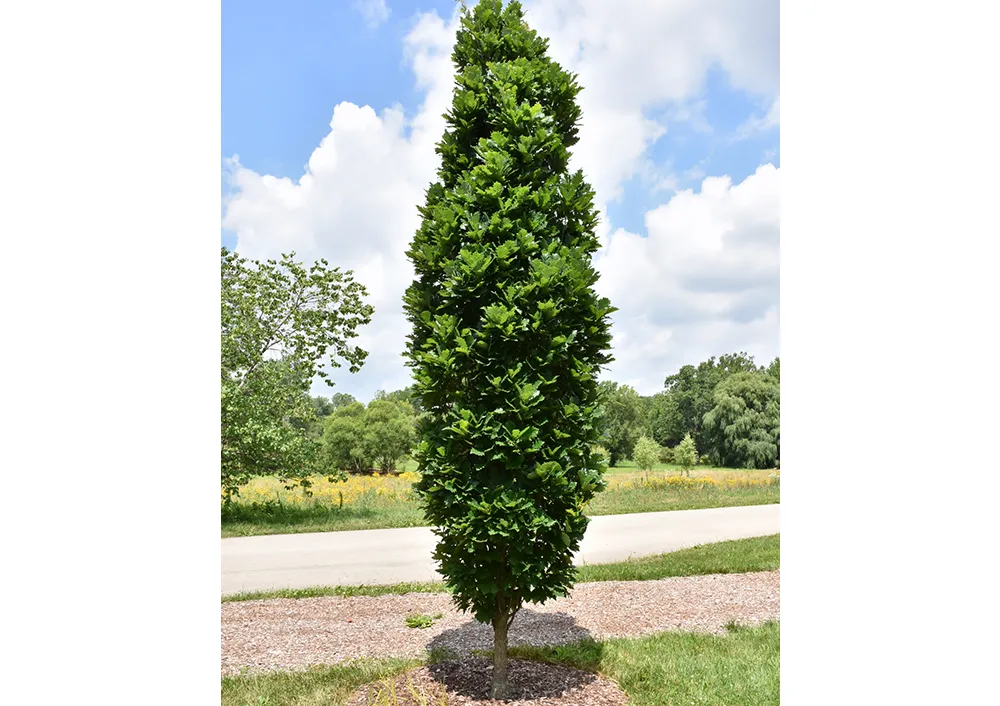 Shop Fruit & Landscape Trees For Delivery | Bachman's Minnesota
