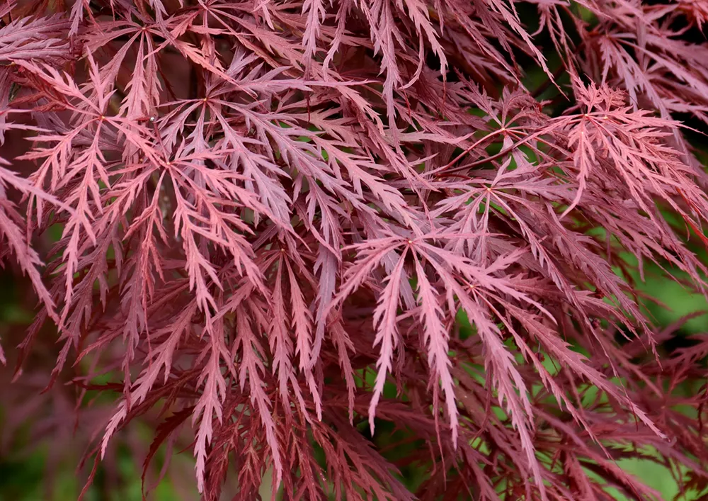 Maple, Japanese Red Dragon