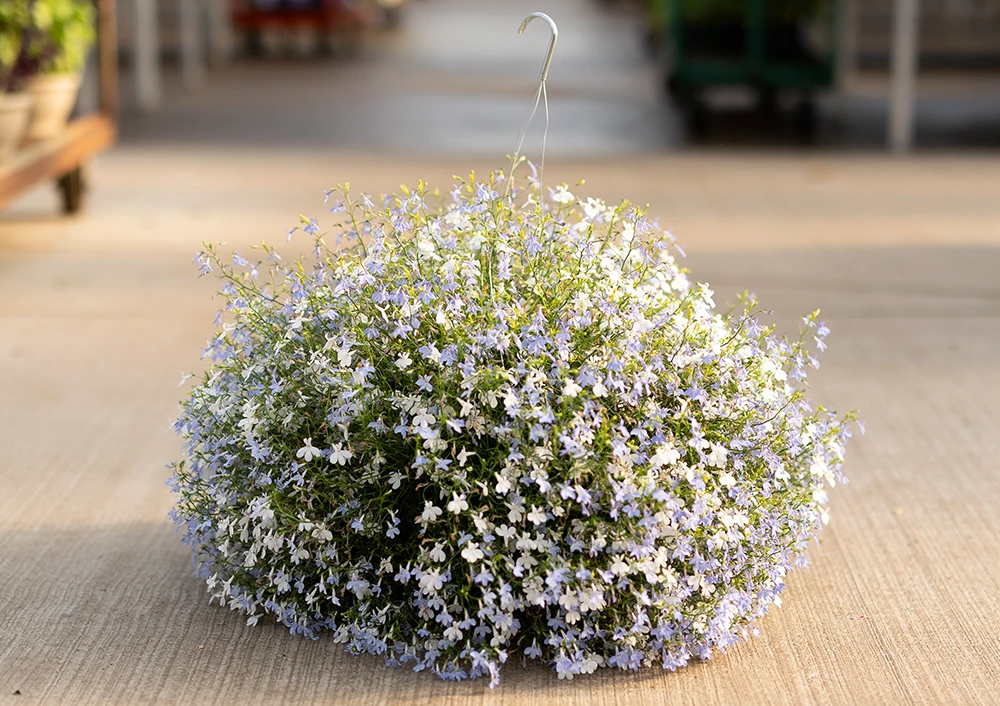 Hanging Baskets | Bachman's