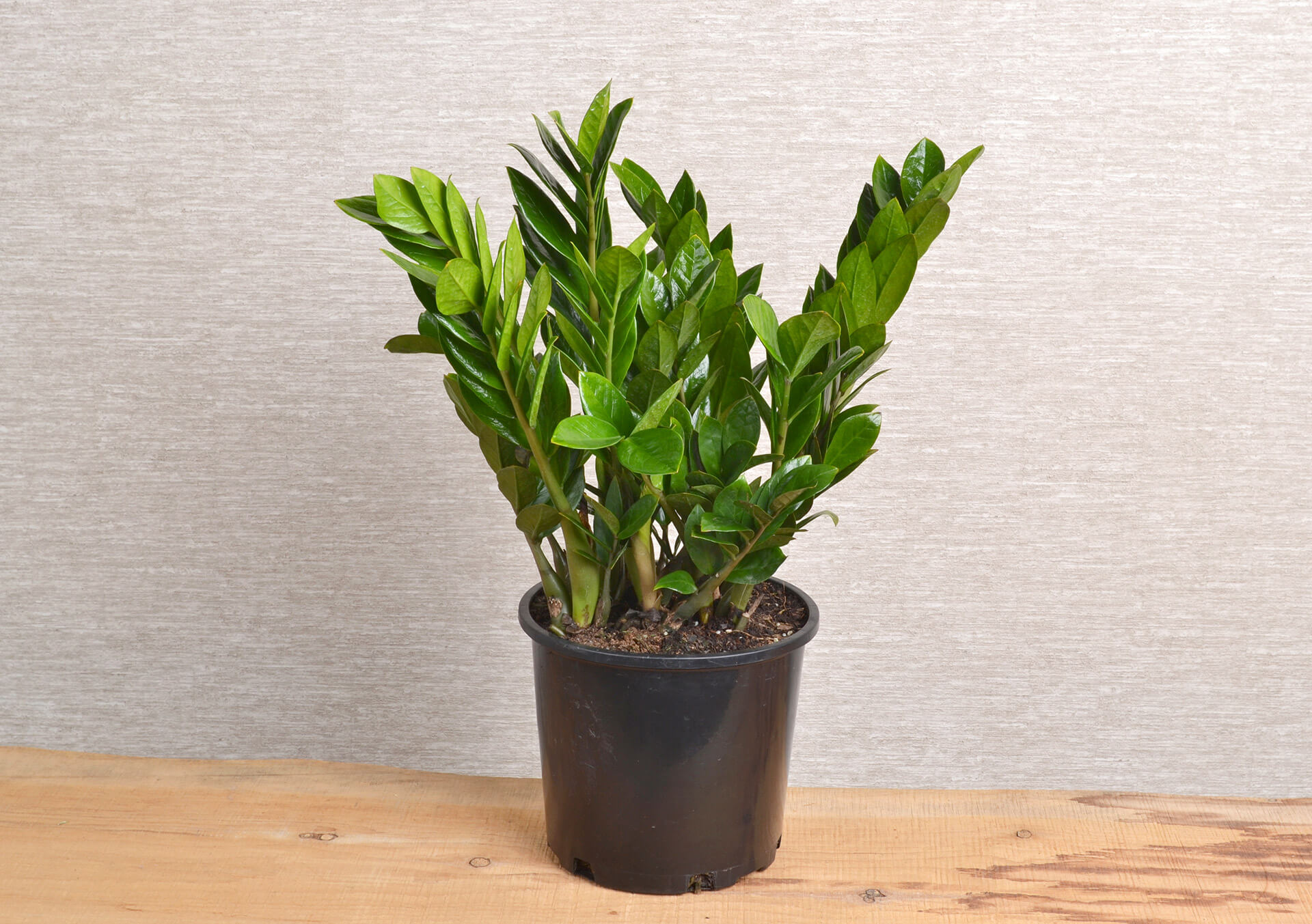 ZZ and More Indoor Green Plants For Your Home at Bachman's