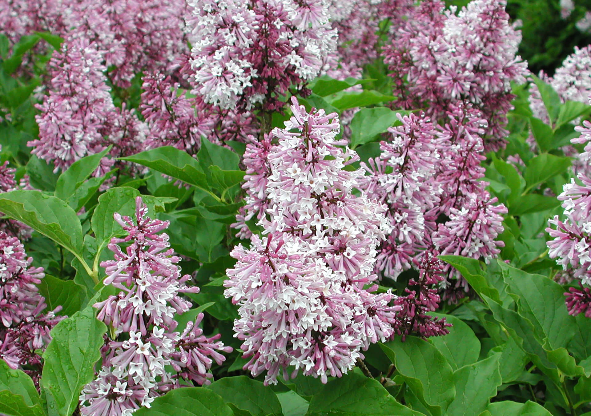 blue delphinium plants Bulk Delphinium Seeds main image 1
