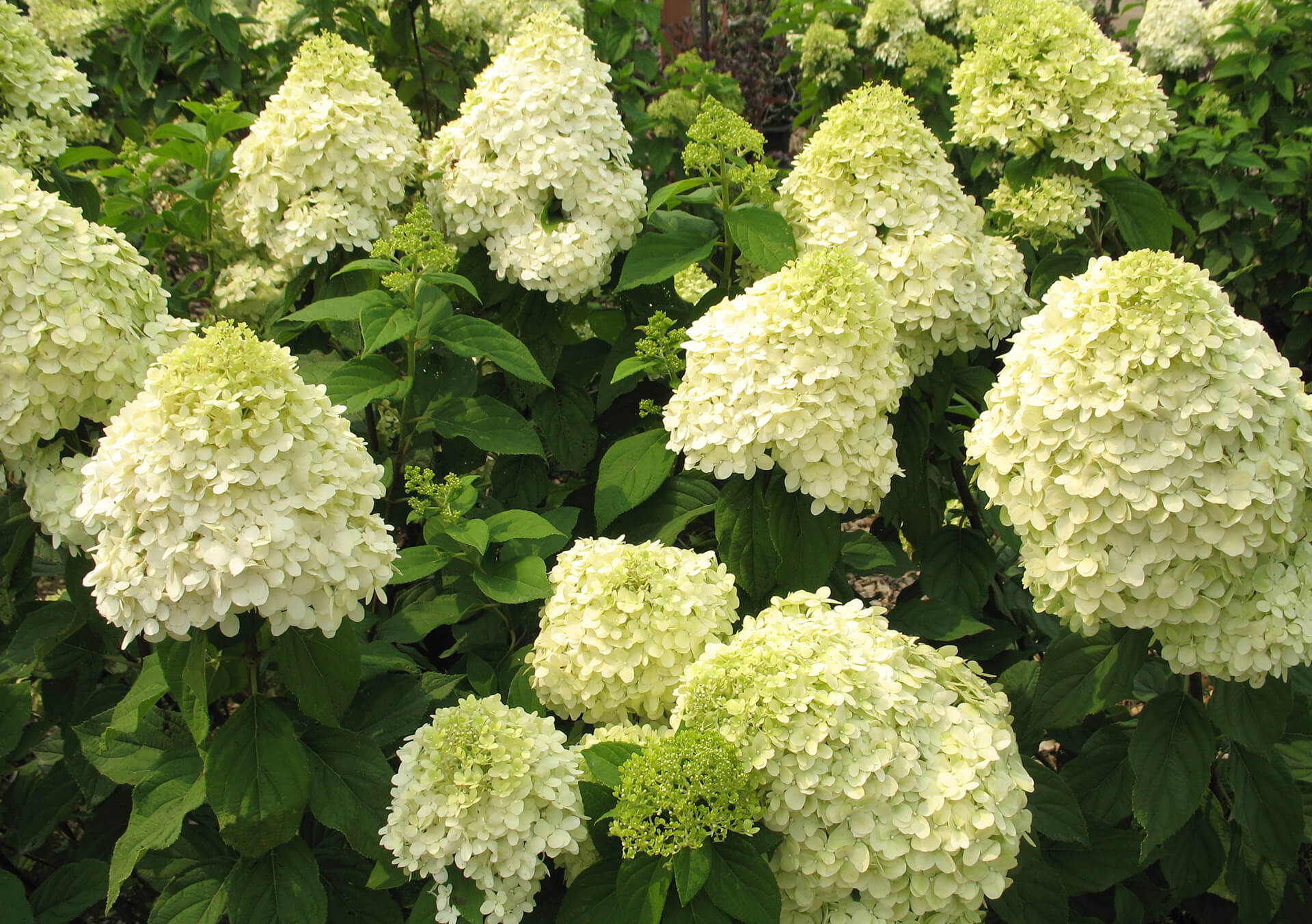 ◆Hydrangea4936◆ Shop Fruit & Landscape Trees For Delivery | Bachman's Minnesota