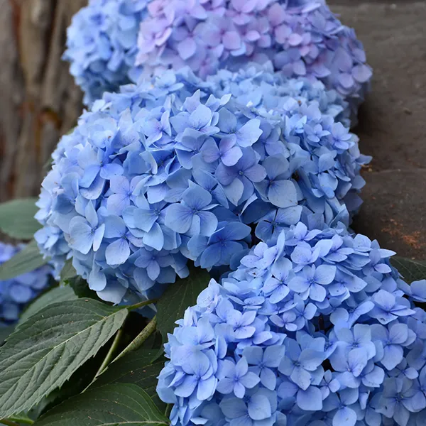 Shop Shrubs For Your Landscape | Bachman's Minneapolis