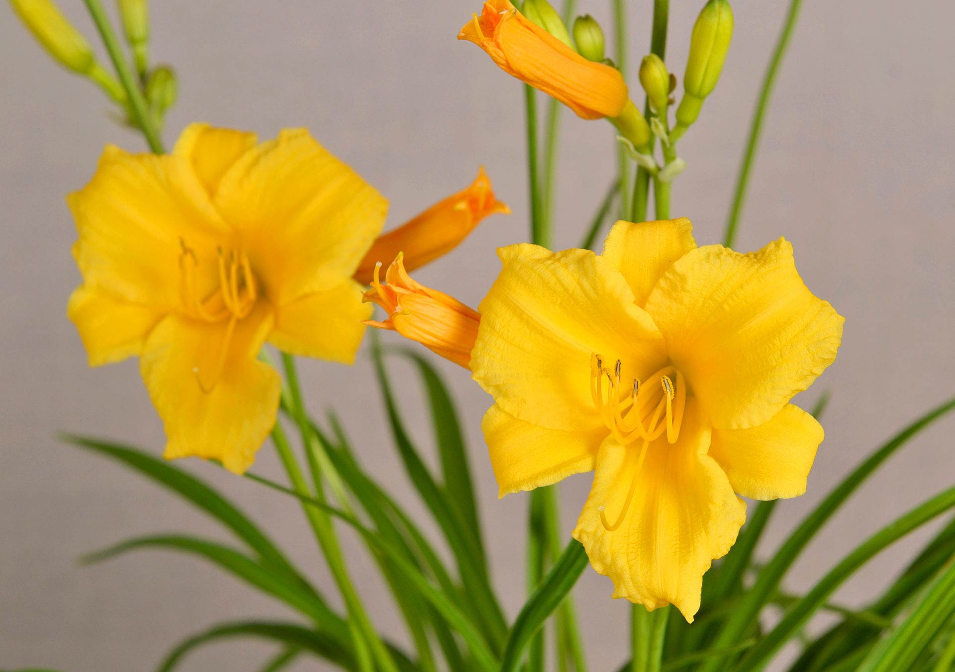 Hemerocallis 'Stella De Oro'