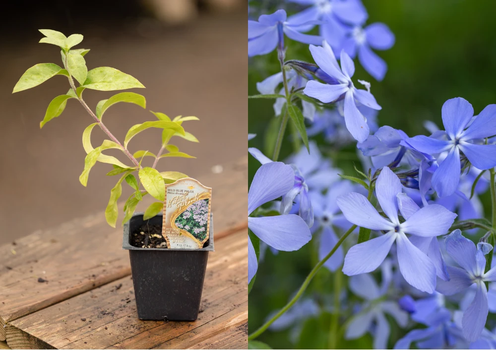 Shop Beautiful & Minnesota-Hardy Native Perennial Plants | Bachman's