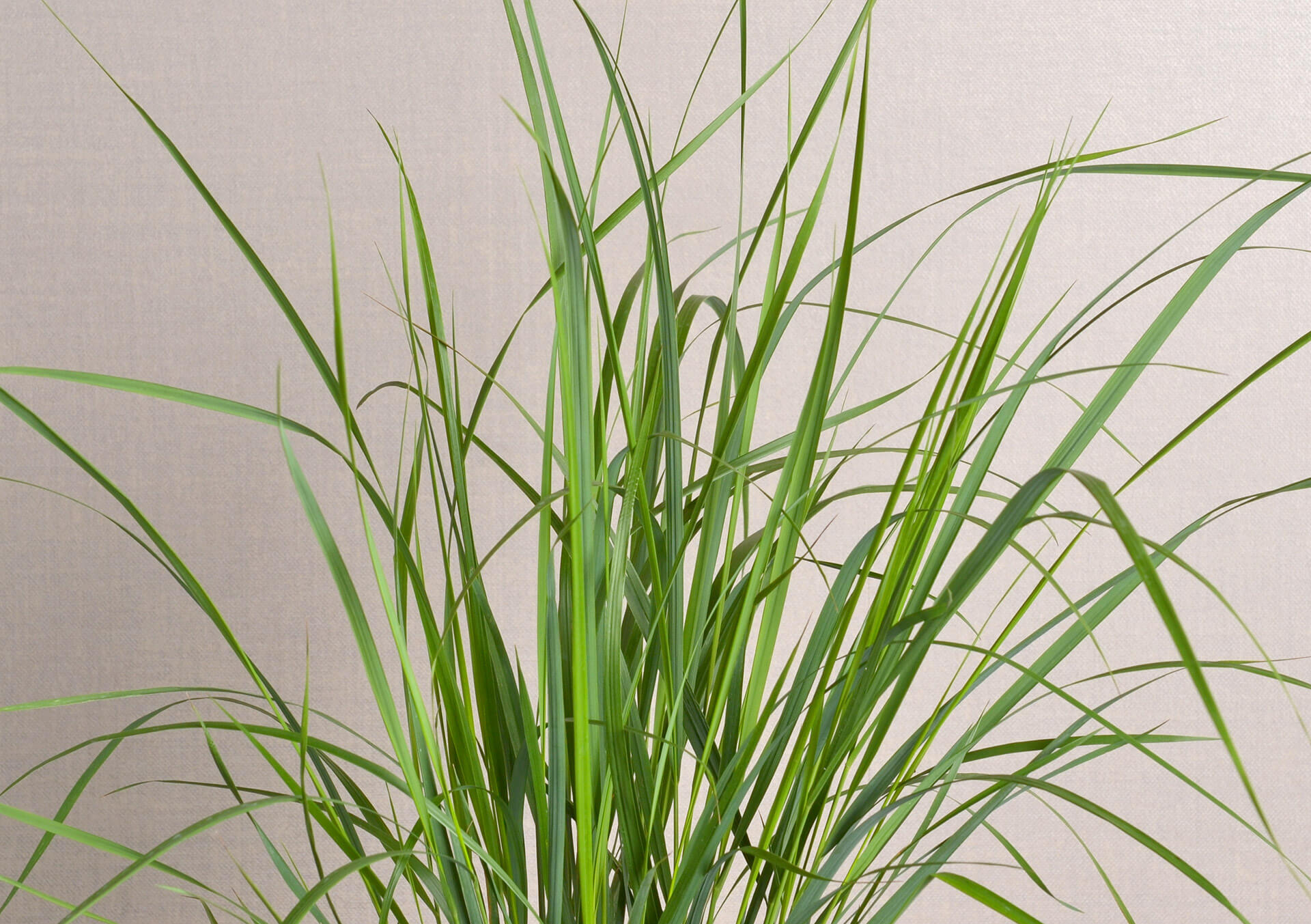 Grass Calamagrostis 'Karl Foerster'
