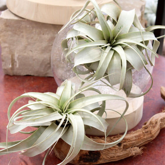 Buy Indoor Plants & Accessories Online | Bachman's