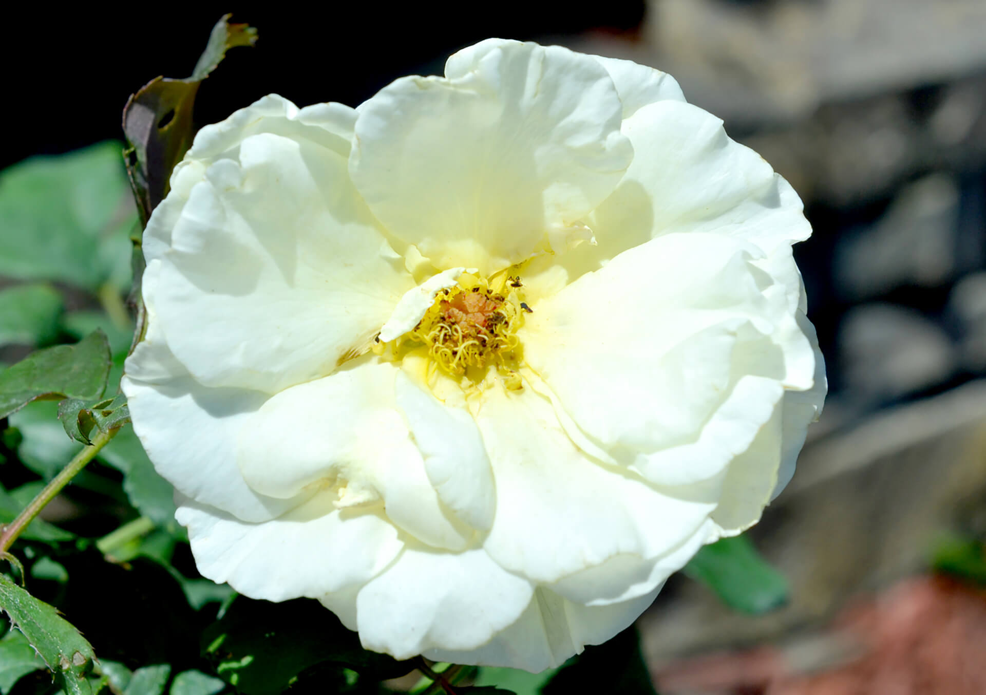 Shop Garden Roses for Delivery | Bachman's Hybrid and Shrub Roses