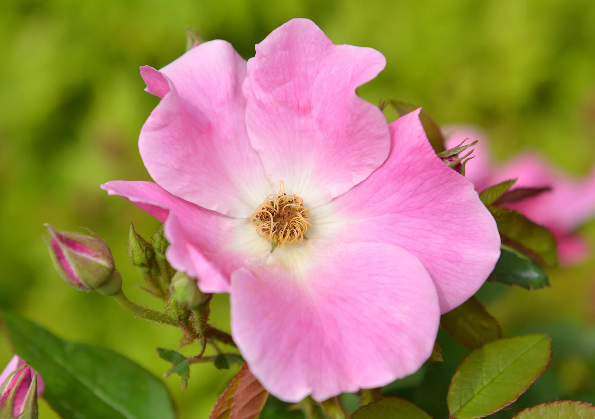 Shop Garden Roses for Delivery | Bachman's Hybrid and Shrub Roses