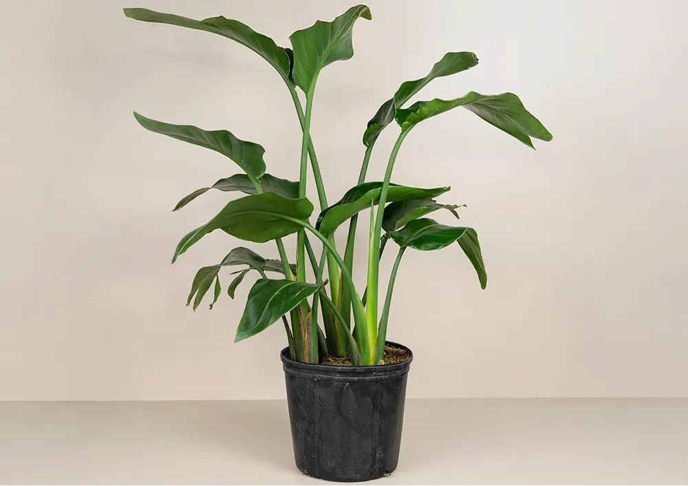 Bird of Paradise