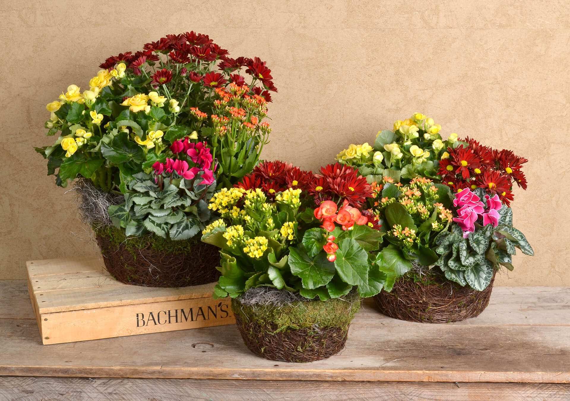 Beautiful Flower Delivery in Minneapolis Bachman's Floral, Home and