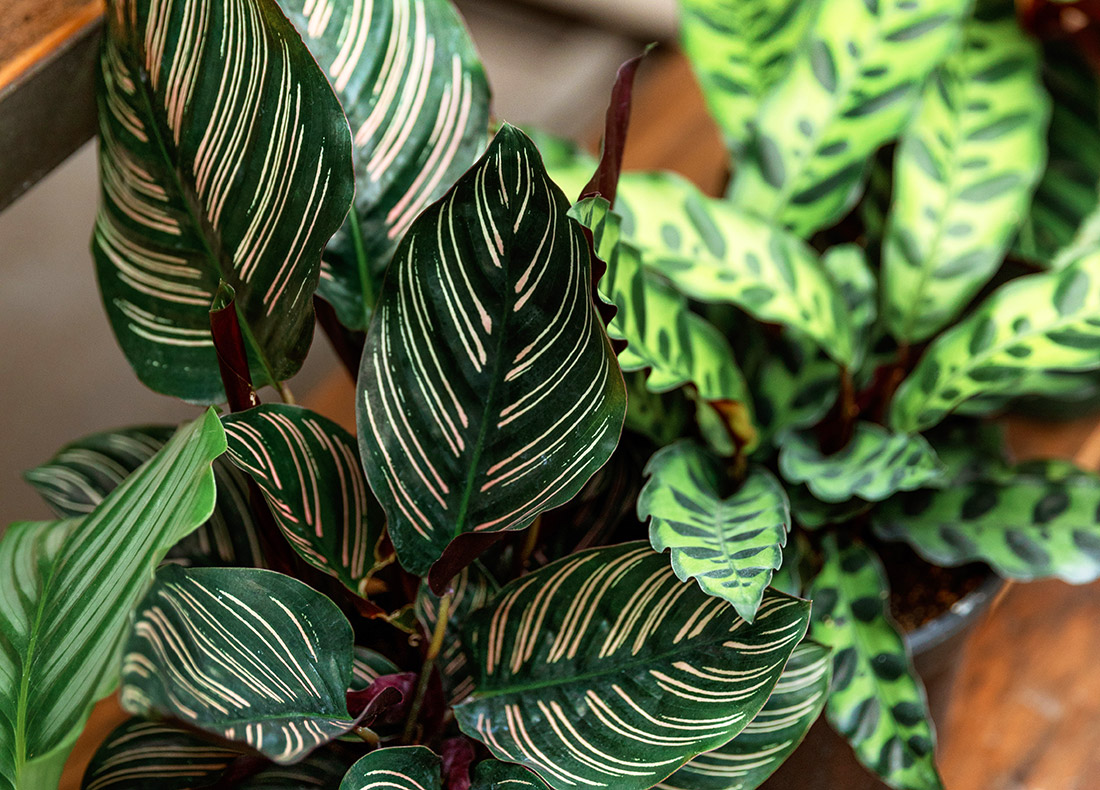 Buy Indoor Plants & Accessories Online | Bachman's