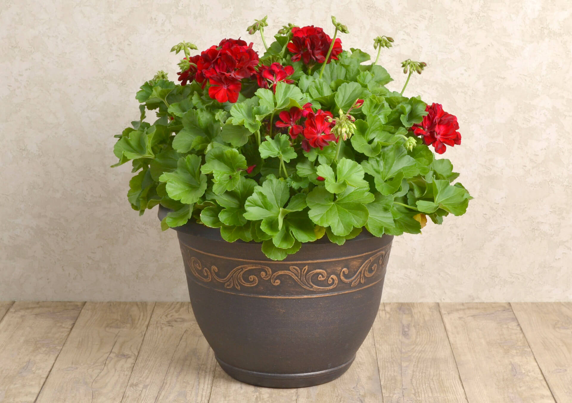 12" Geranium Tub and More Patio Planters From Bachman's Minneapolis