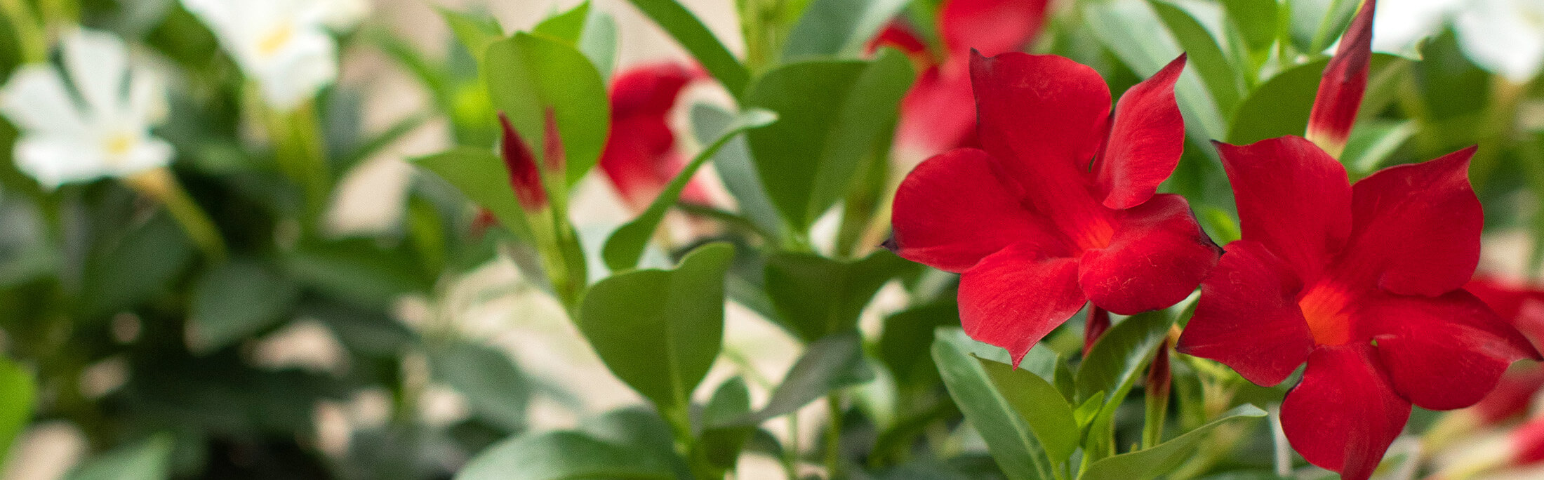 Mandevilla and Tropical Plant Care | Bachman's Minneapolis