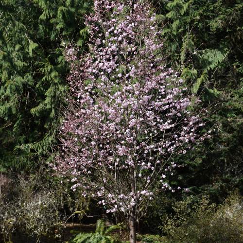 Shop Fruit & Landscape Trees For Delivery | Bachman's Minnesota
