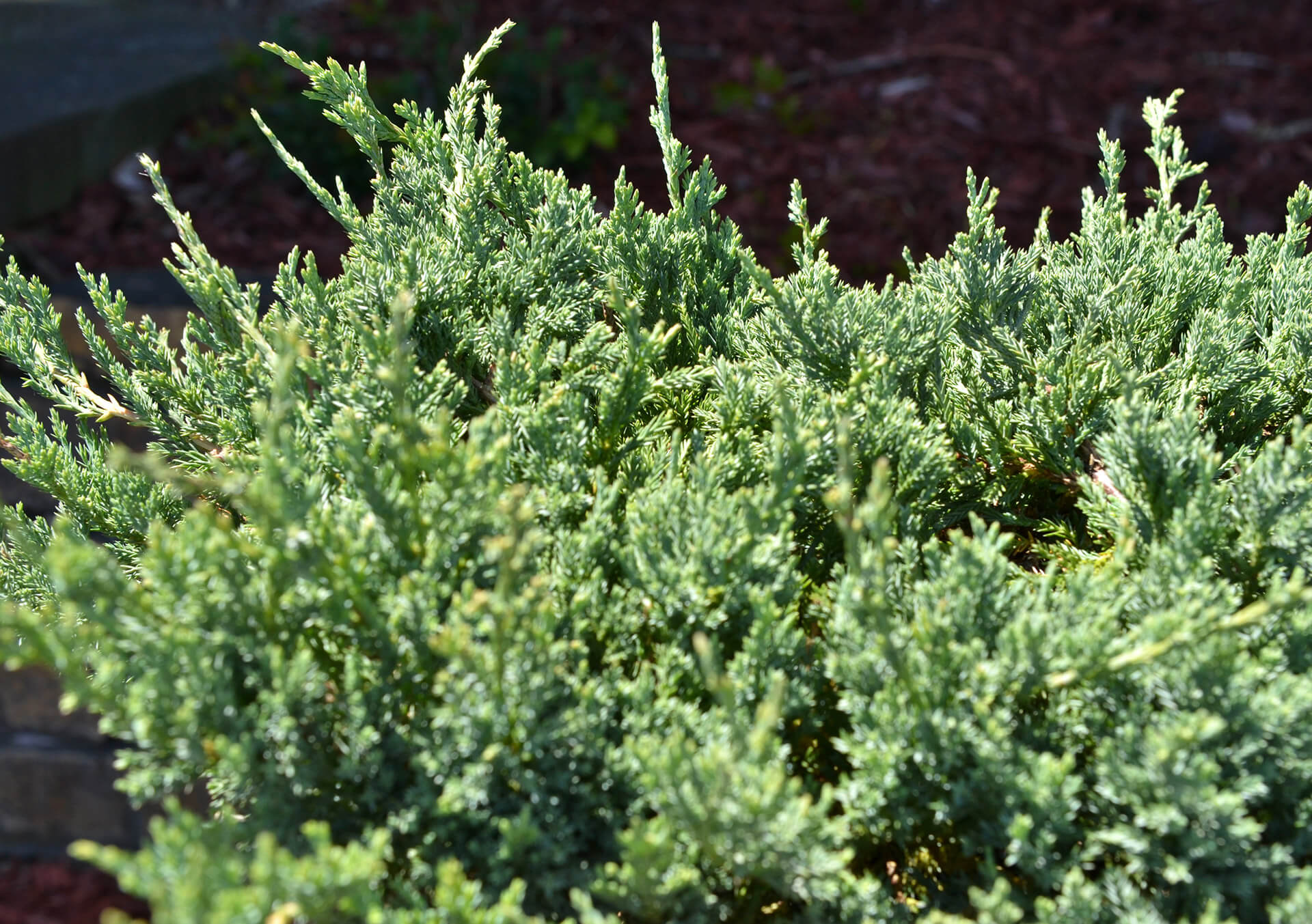 Shop Spruce, Pine and More Evergreens for Delivery | Bachman's