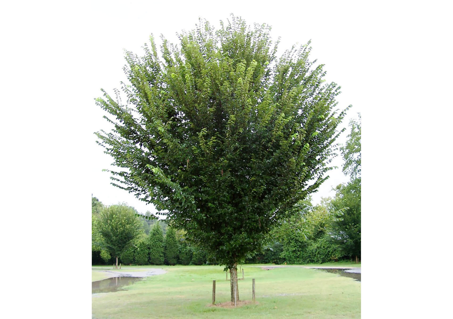 Shop Shade Trees For Minnesota Landscapes Bachman's