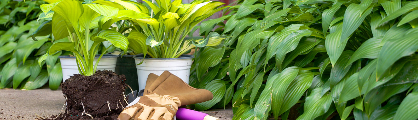 Bachman's Garden & Plant Care Information | Garden Experts