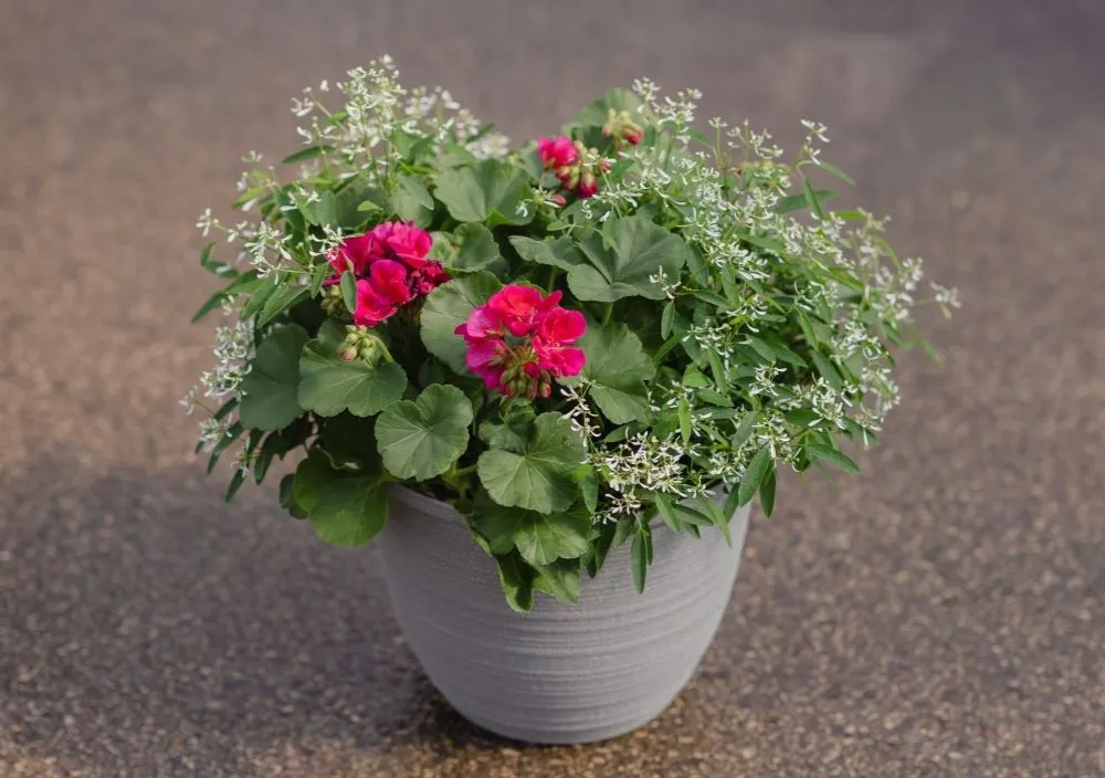 Annual Garden Flowers for Sale | Buy Online or In-store | Bachman's MN