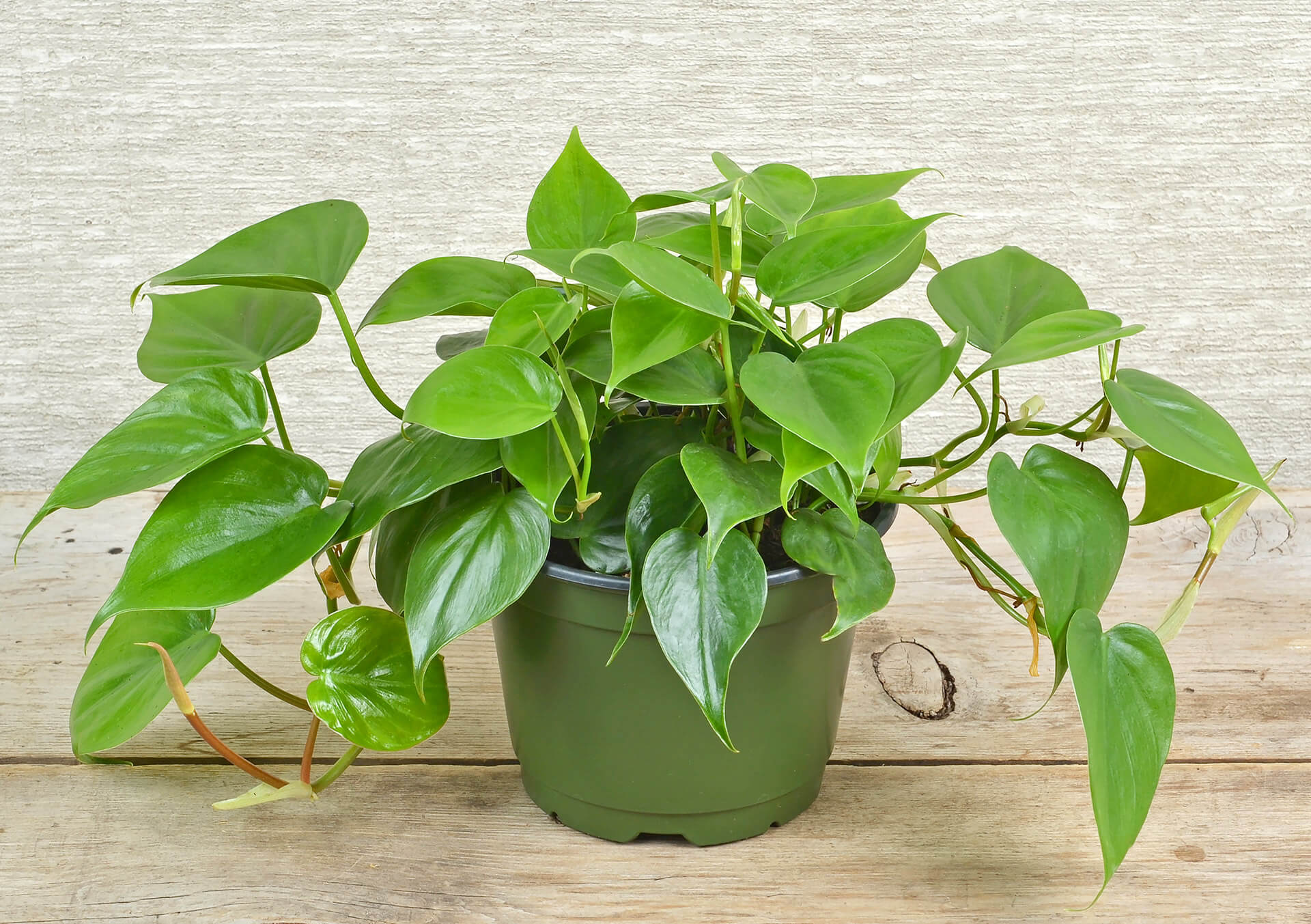 Heart-leaf Philodendron As Shown
