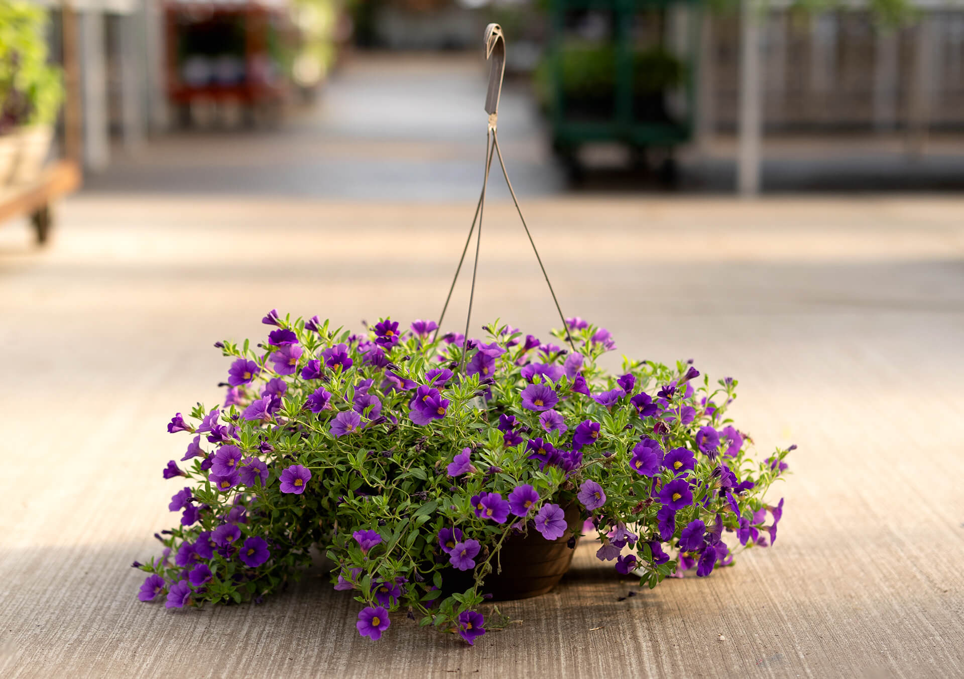 10" Calibrachoa Hanging Basket