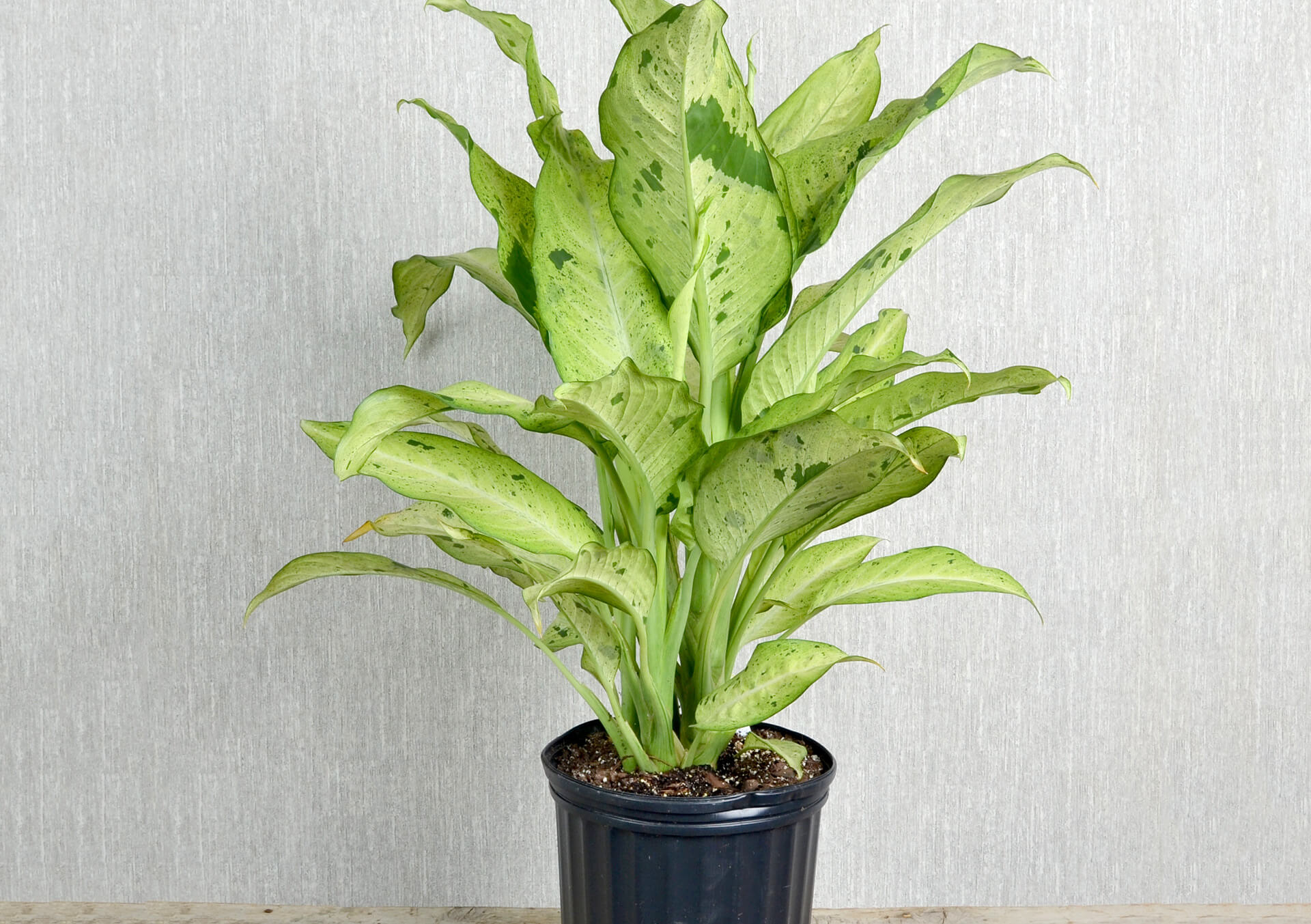 dieffenbachia sparkles plant
