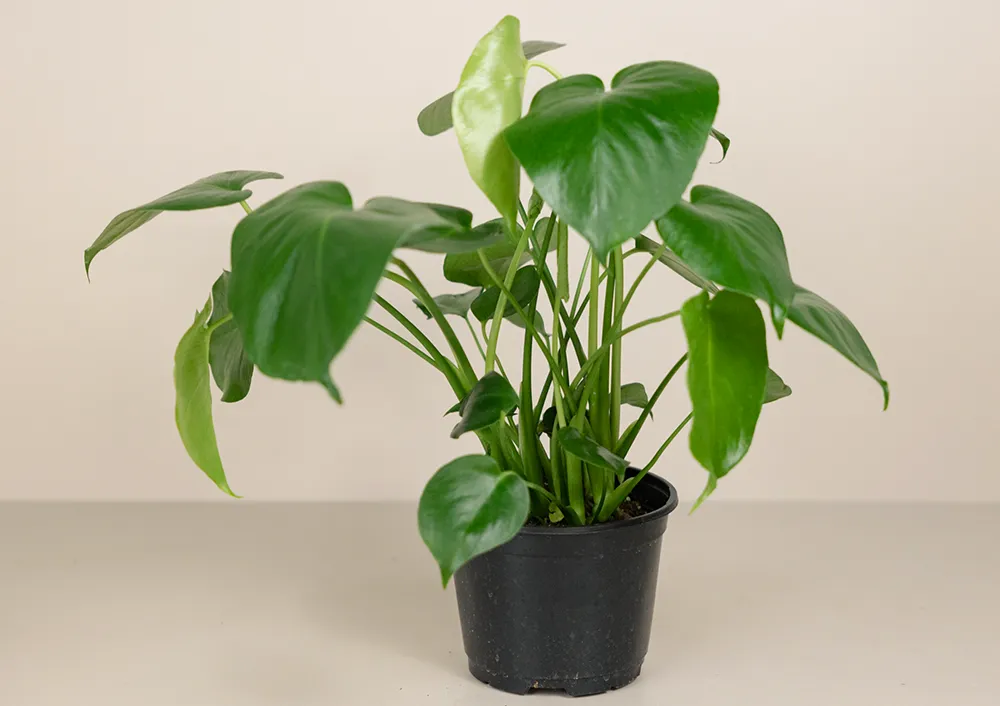 n2_plants 様 ZZ and More Indoor Green Plants For Your Home at Bachman's