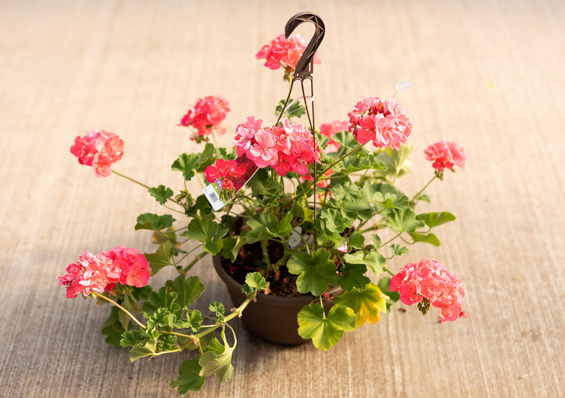 hanging rope for plants Hoya Carnosa Hindu Rope in Hanging Basket