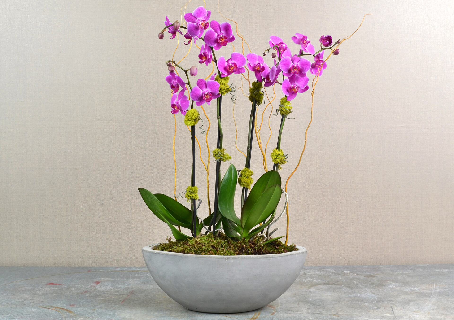 Orchid Plants for Delivery Minneapolis, Minnesota