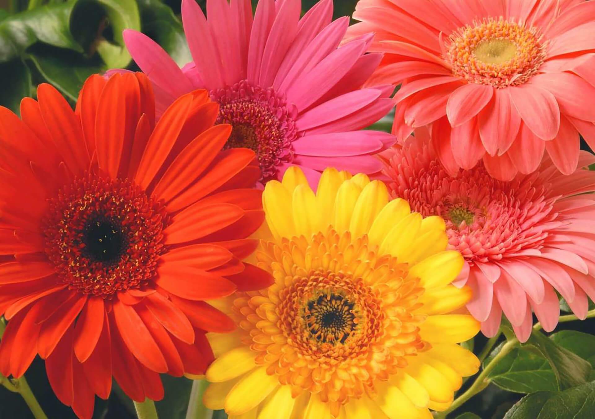 Космея карпет микс. Гербера дейзи. Гербера джемсона гибрид. Диморфотека цветок. Гербер однолетник.