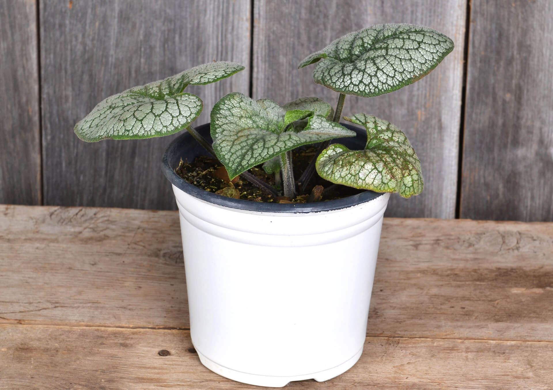 Shop Perennials For Your Garden | Bachman's