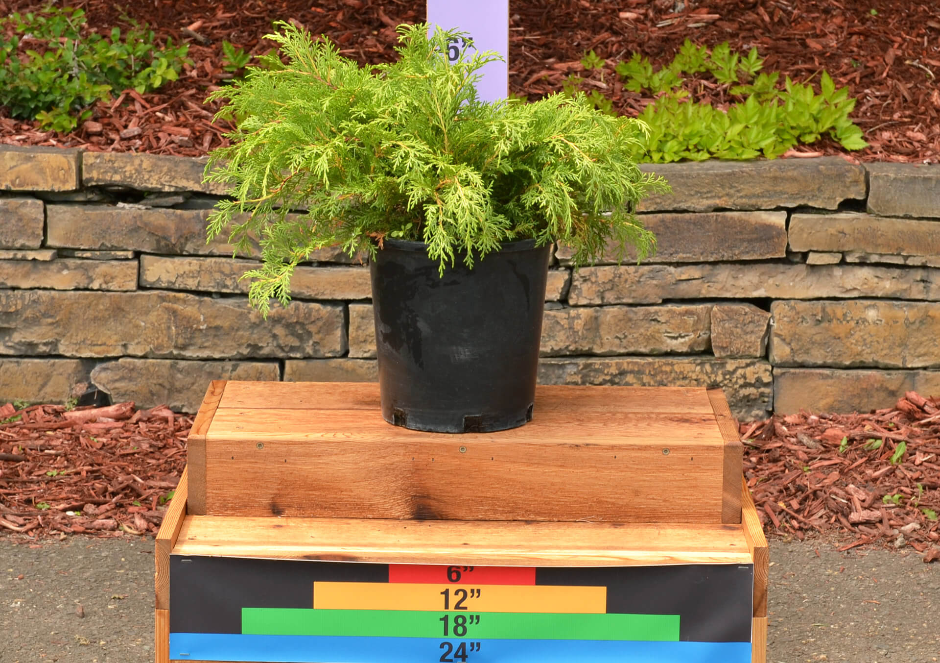 Shop Spruce, Pine and More Evergreens for Delivery | Bachman's