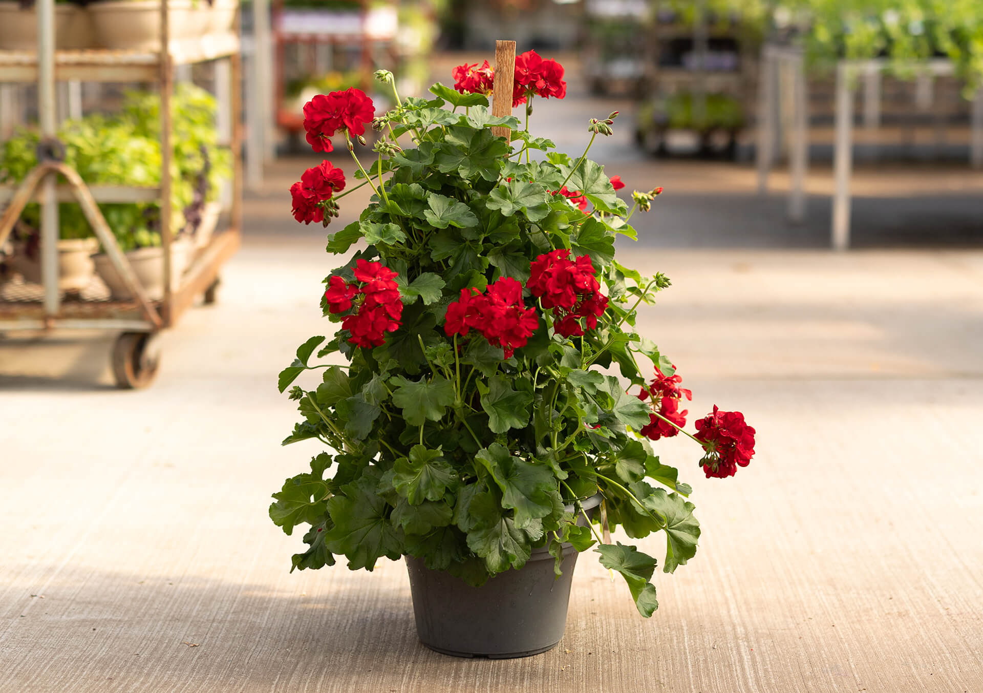 Best Local Minneapolis Mother's Day Flower Delivery | Bachman's