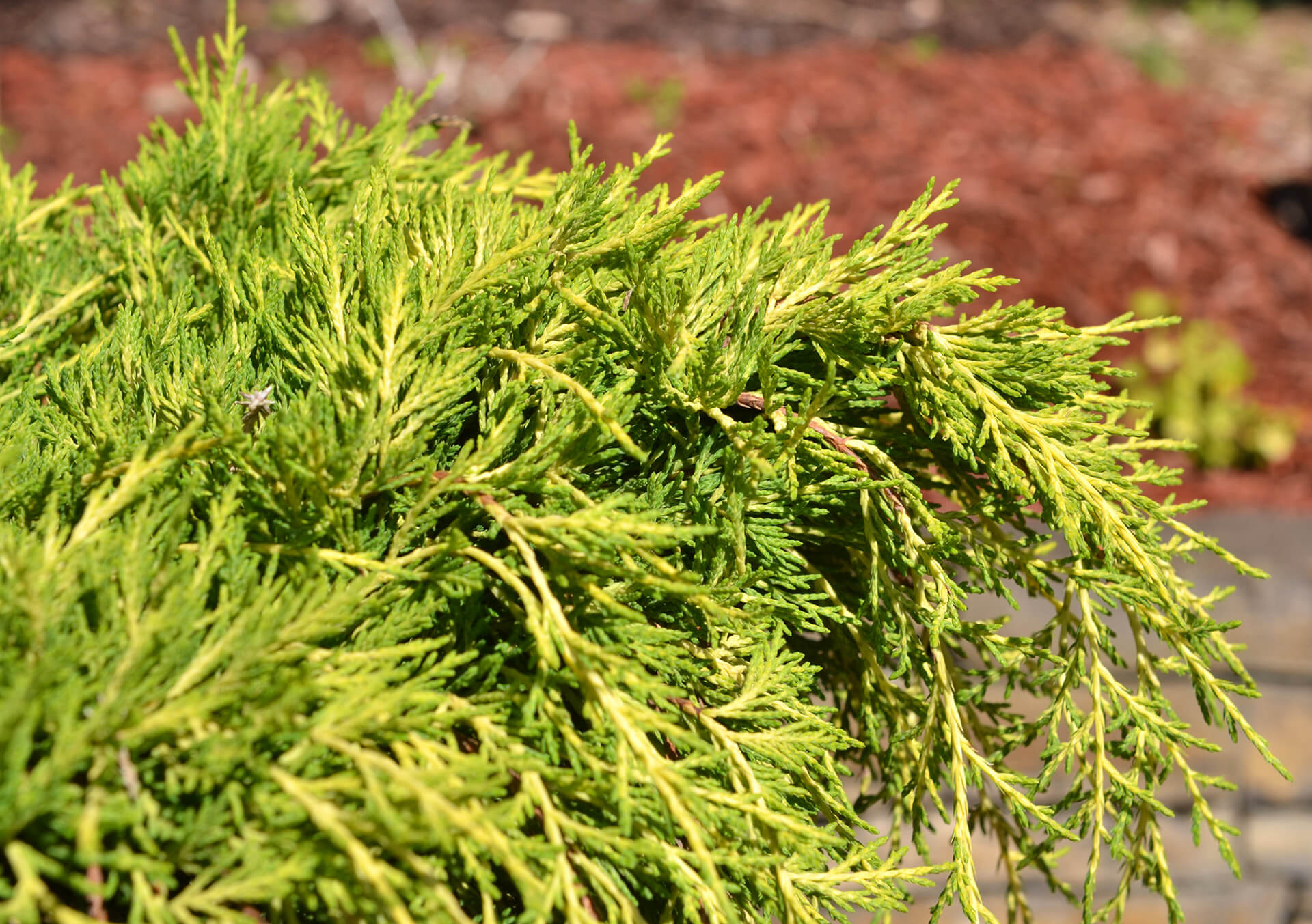Shop Spruce, Pine and More Evergreens for Delivery Bachman's