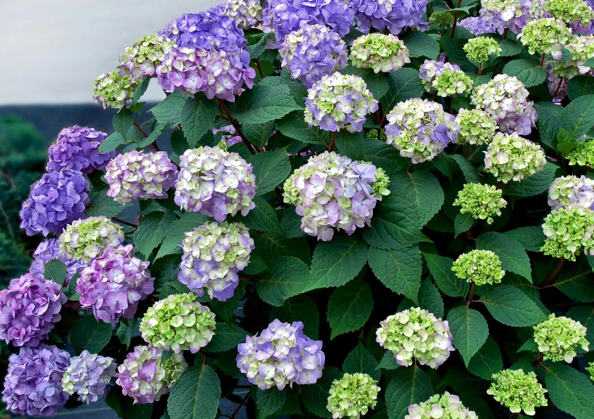 Cutting Garden | Bachman's