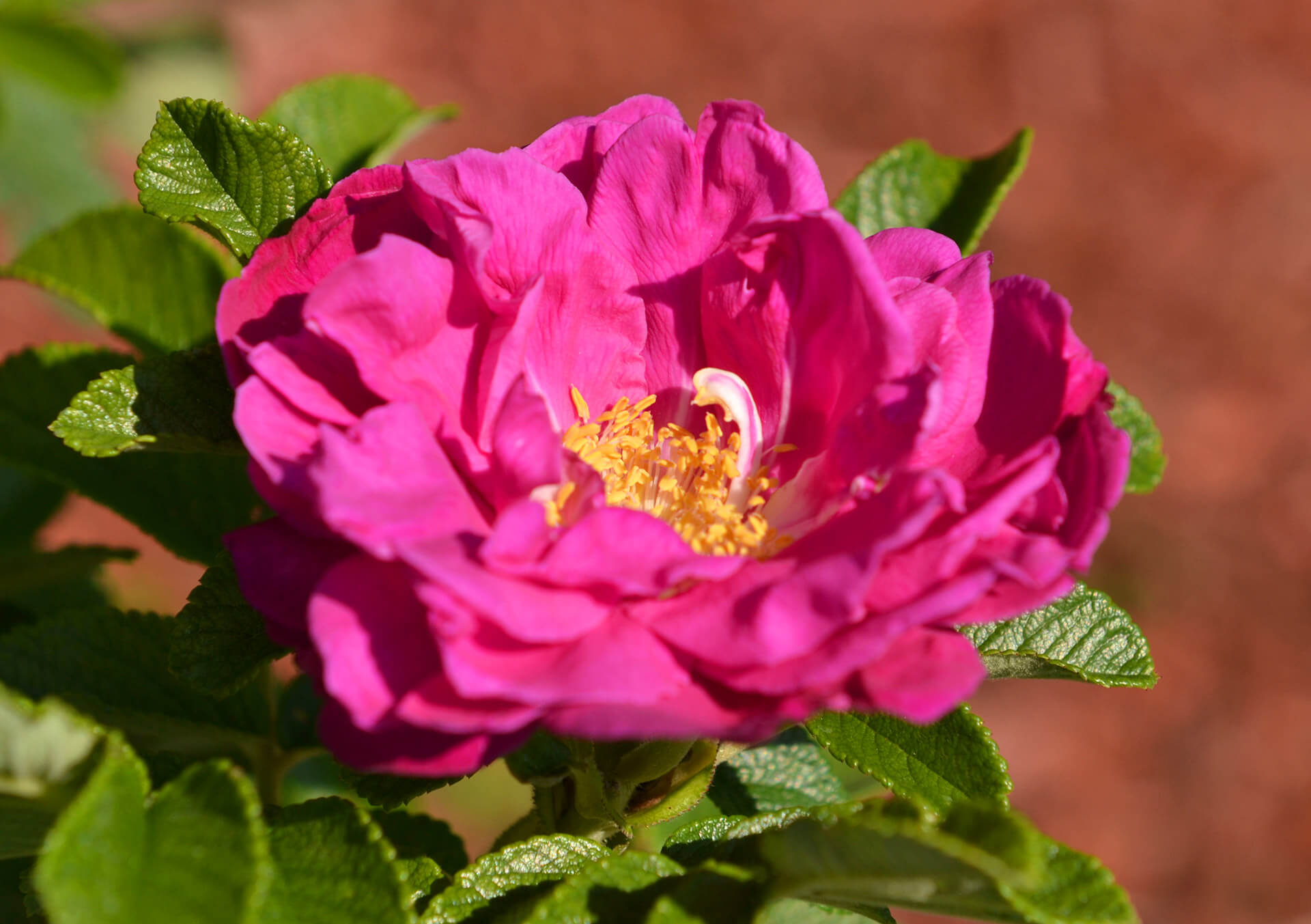 Garden Roses for Sale and Delivery in Minnesota from Bachman's