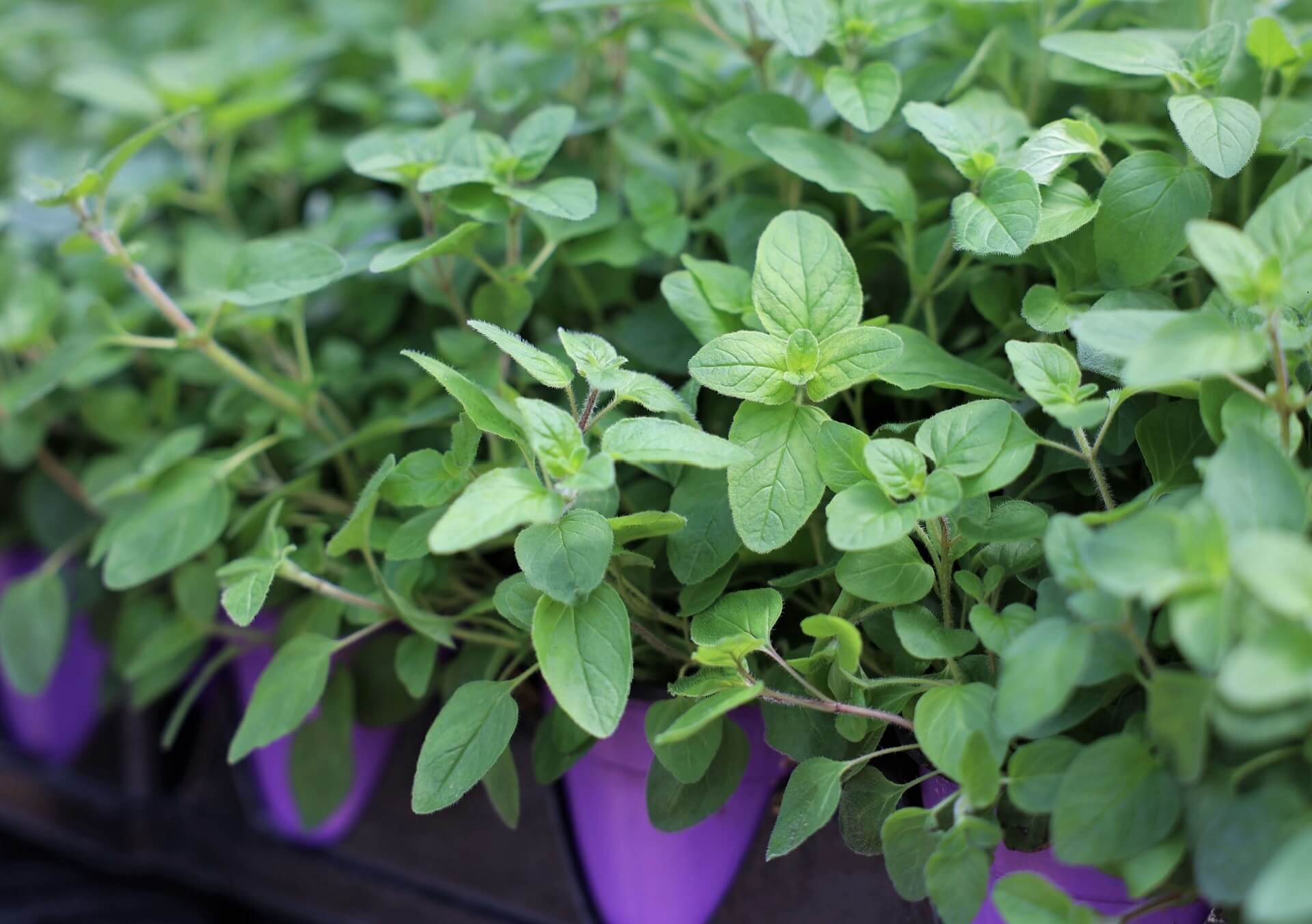 pothos n'joy plant Pothos 'N'joy' main image 0