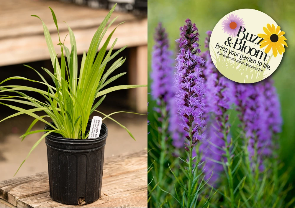 Shop Beautiful & Minnesota-Hardy Native Perennial Plants | Bachman's